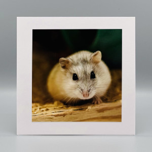 Fotokaarten Blanco (mix J/M); 5 verschillende kaarten