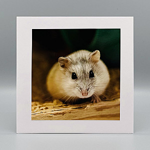 Fotokaarten Blanco (mix J/M); 5 verschillende kaarten
