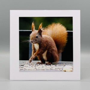 Fotokaarten Blanco (mix M/V); 5 verschillende kaarten