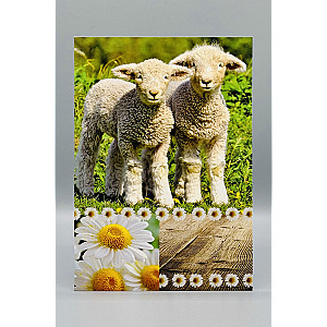 Wenskaarten Blanco (meisje); 5 verschillende kaarten
