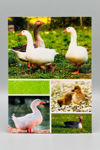Ansichtkaarten Dieren; 8 verschillende kaarten
