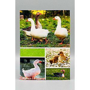 Ansichtkaarten Dieren; 8 verschillende kaarten