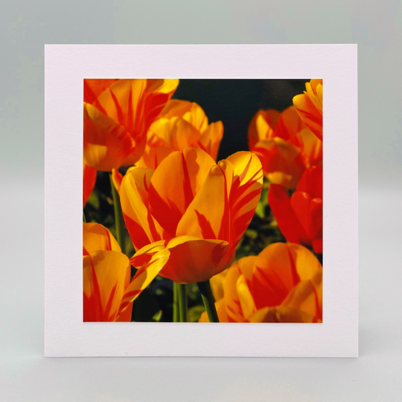 Fotokaarten; 10 kaarten, verschillende categorieën